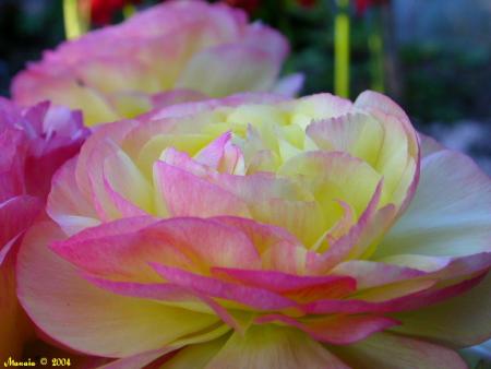 Mll AMINA -7choma 3lik...3ibe 3lik