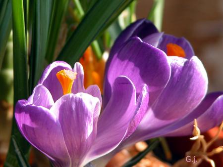 Les mythes amoureux  La fid�lit�(3)